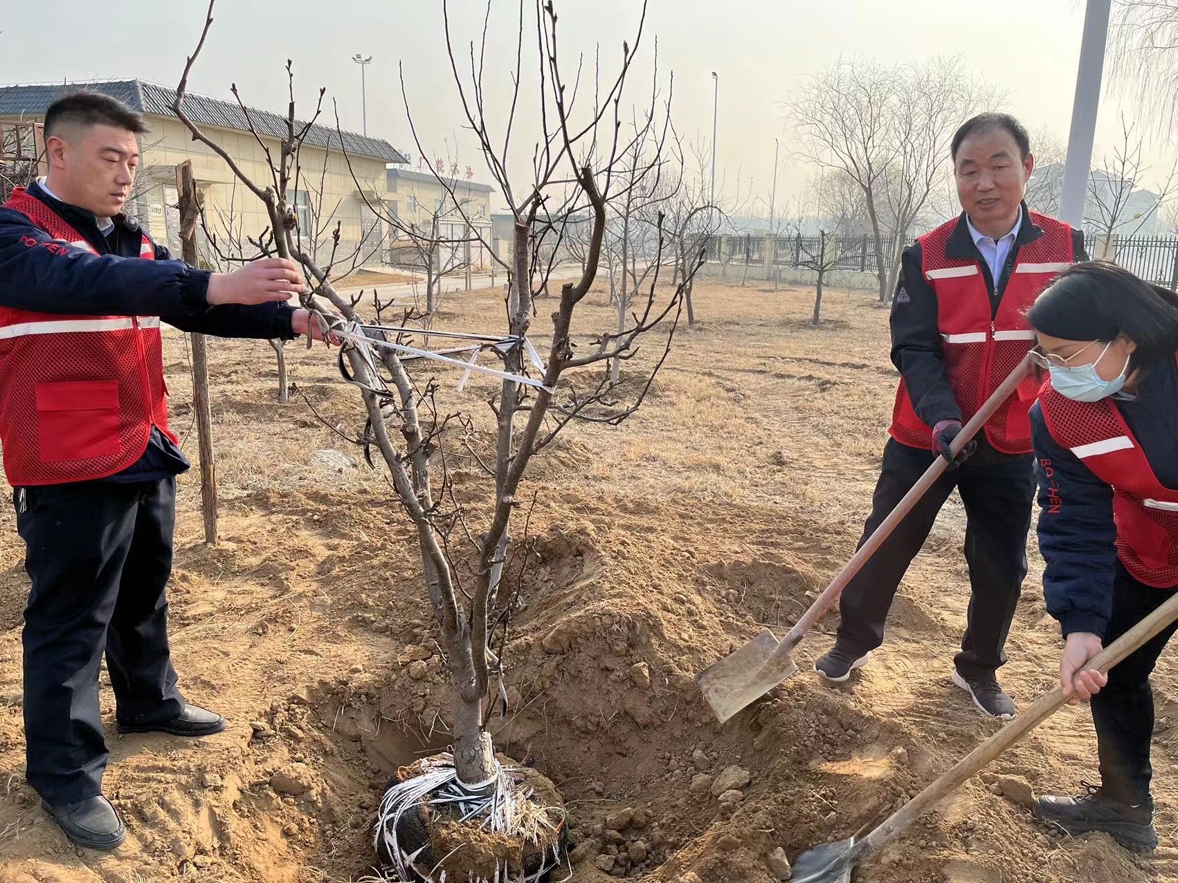 植树造林添新绿，红色物业暖民心